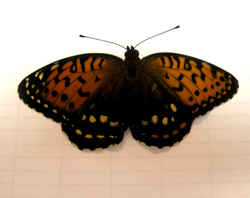Speyeria idalia (gynandromorph, unmounted) (Internet Image property of respective owner, non-commercial use only)